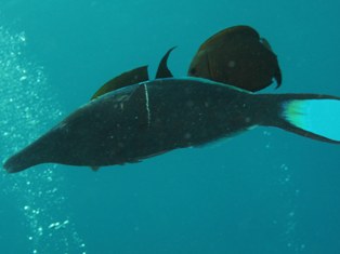 Gomphosus Caeruleus